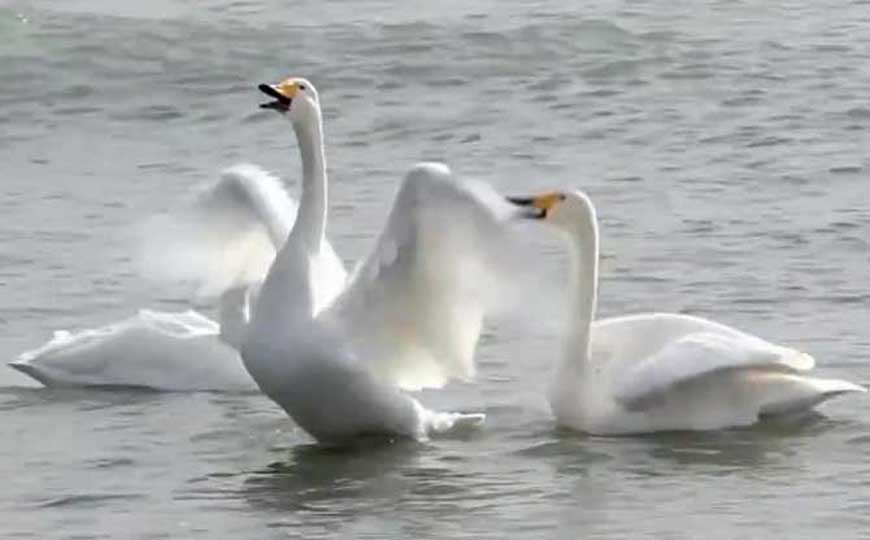 天鹅和鹅的区别