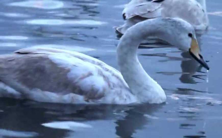 天鹅是几级保护动物？