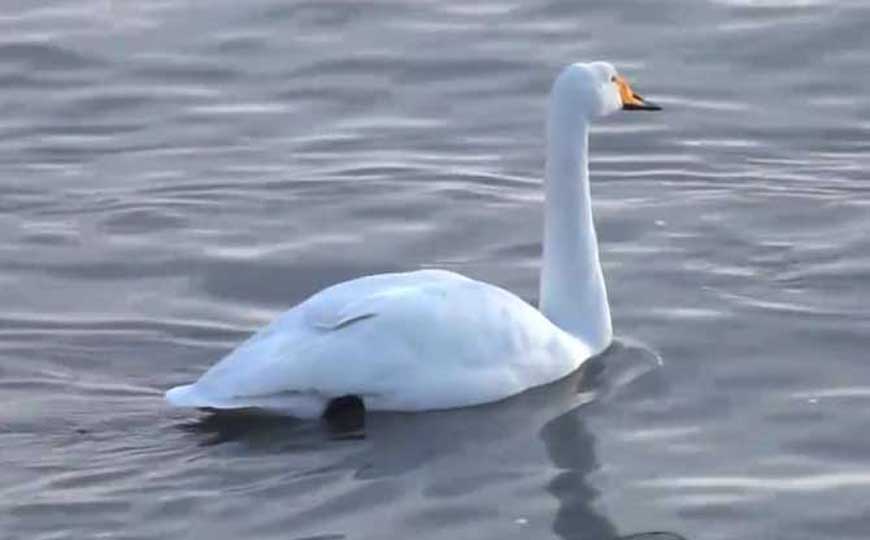 白天鹅是什么动物？