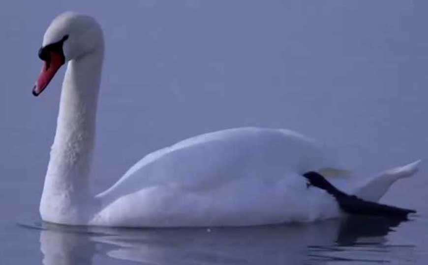 疣鼻天鹅是什么动物？