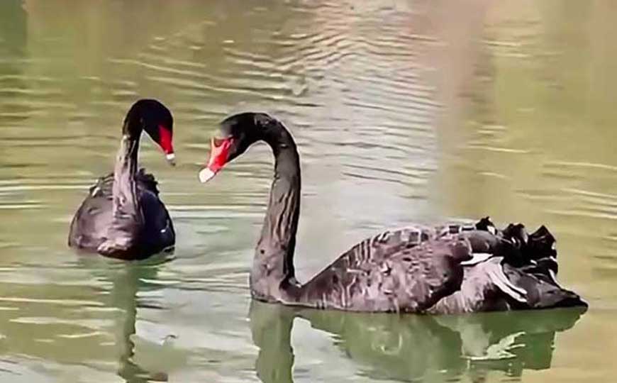 黑天鹅是什么动物？