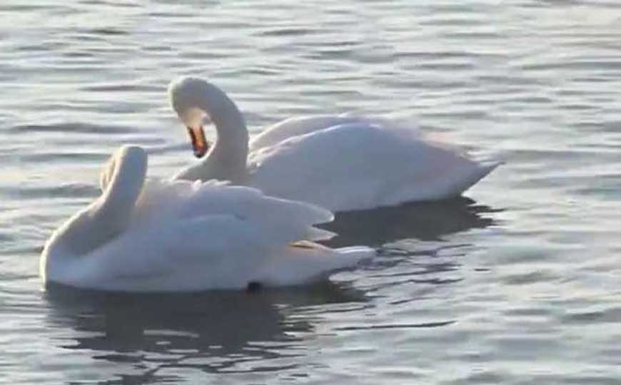 小天鹅是什么动物？