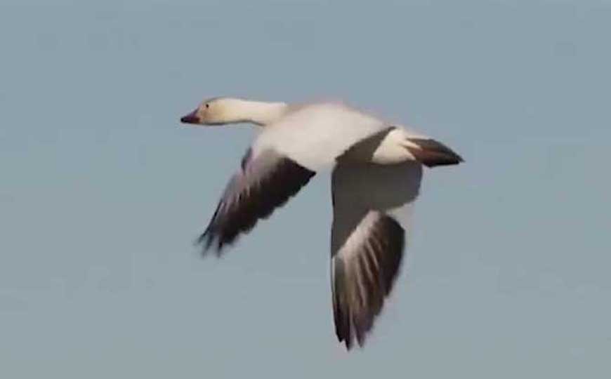 鸿鹄