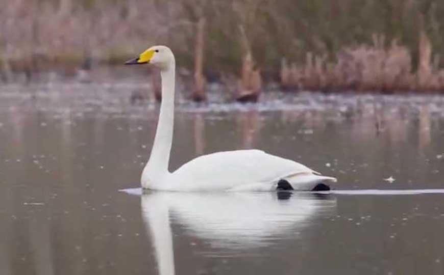 鸿鹄的拼音怎么读？
