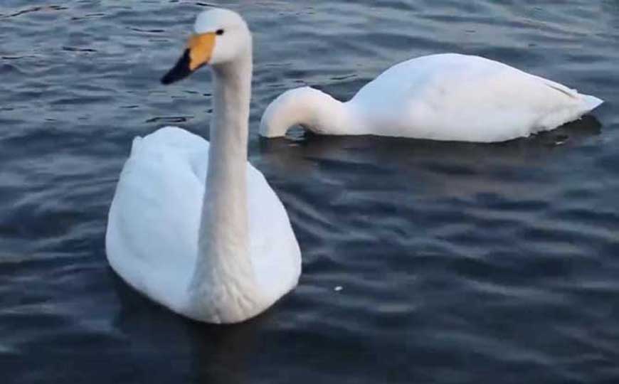 燕雀安知鸿鹄之志是什么意思？