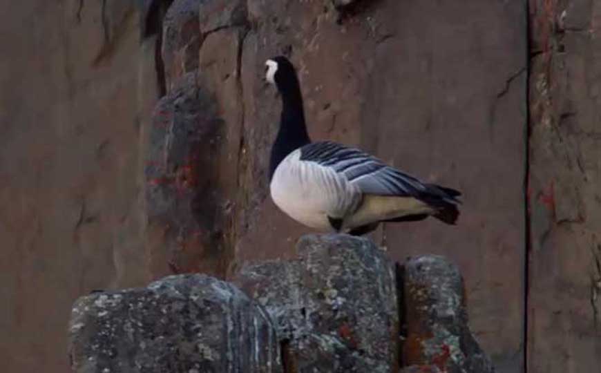 藤壶鹅是什么动物？