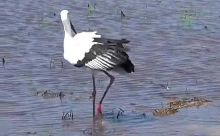 鹳(老鹳、白鹳)