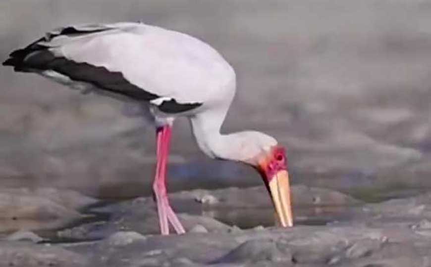鹳