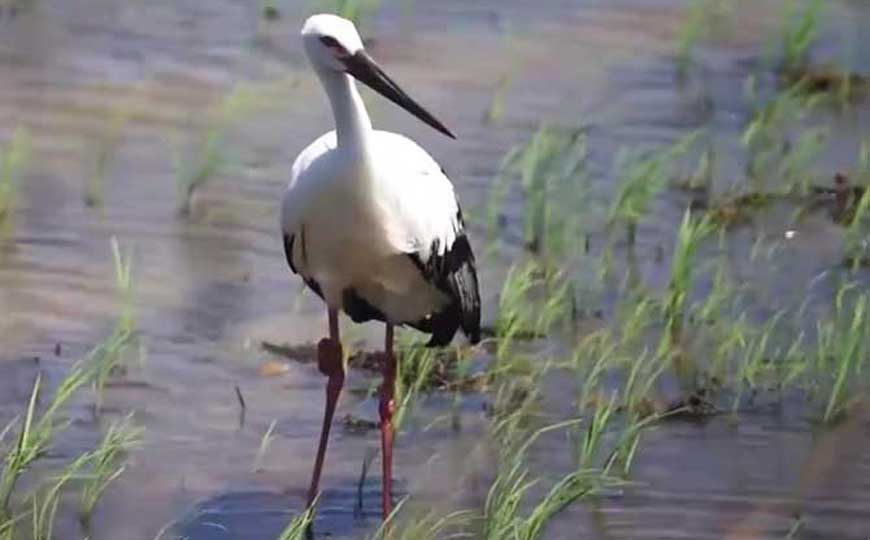 鹳