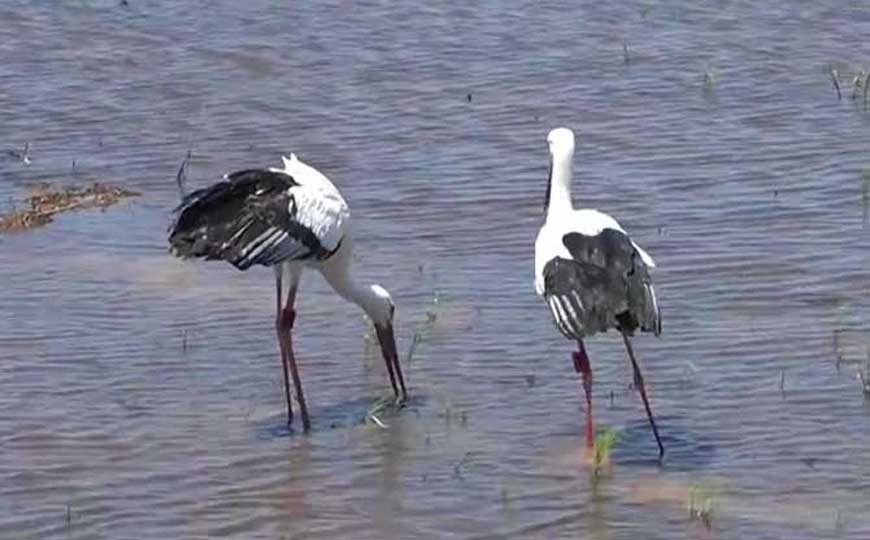 鹳