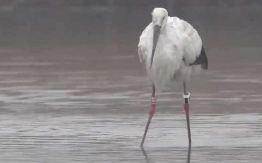 鹳的拼音怎么读？