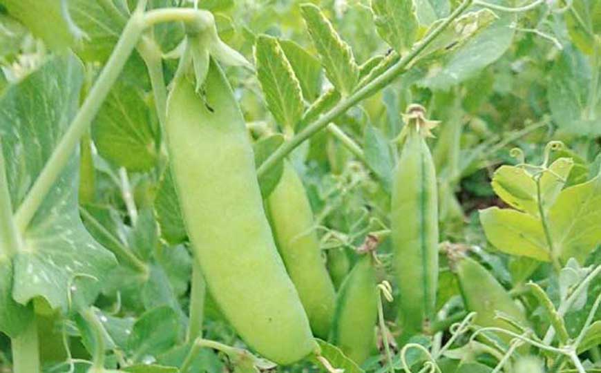 豌豆