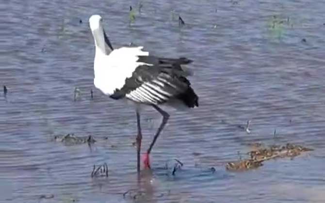 白鹳是什么动物？