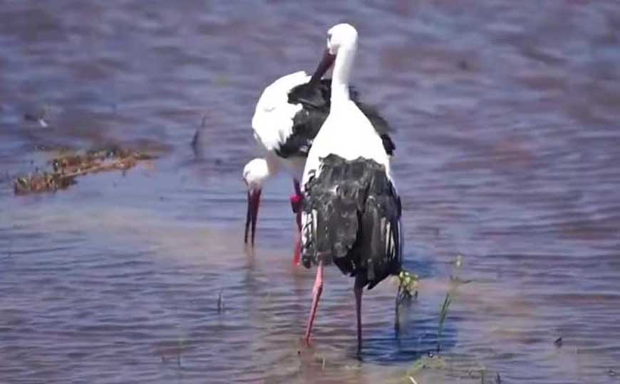 东方白鹳是什么动物？