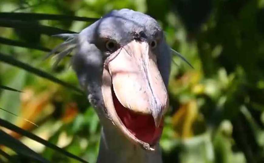 鲸头鹳是什么动物？