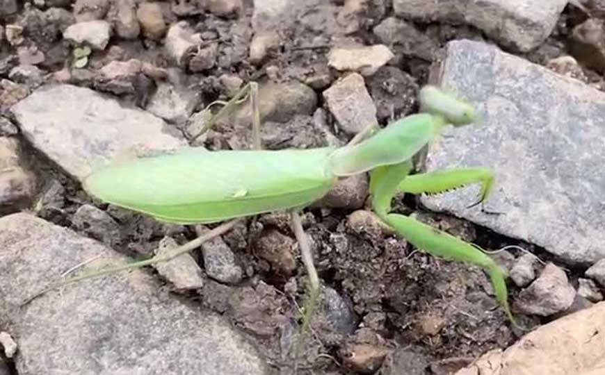 螳螂