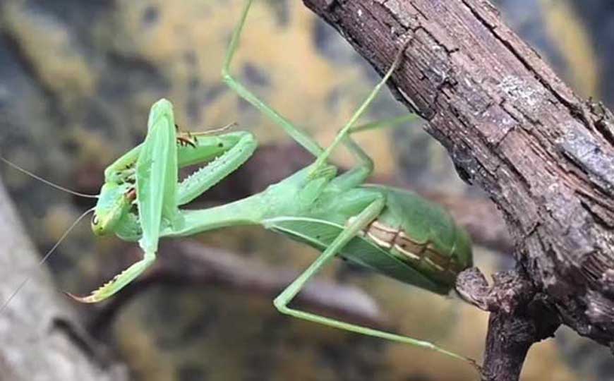 螳螂是什么动物？