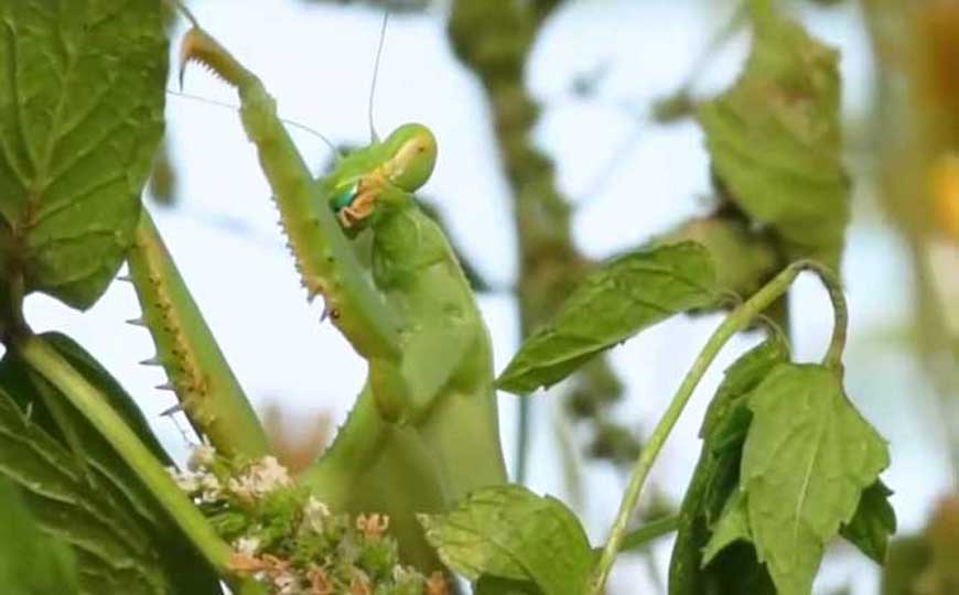 螳螂是益虫还是害虫？