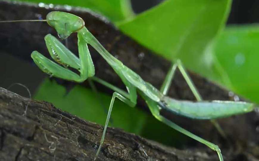 螳螂生活在什么地方？