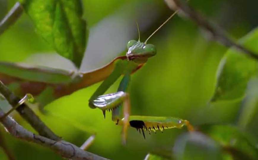 螳螂为什么要吃掉自己的配偶？