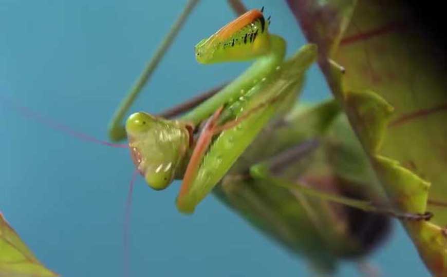 螳螂养久了会认主人吗？