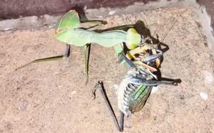 哪种螳螂最凶猛？