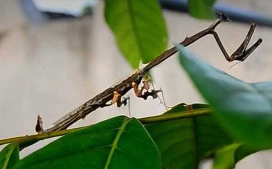 马来树枝螳螂