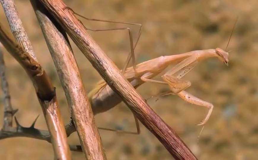 蛇为什么怕螳螂？