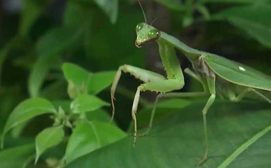 螳螂