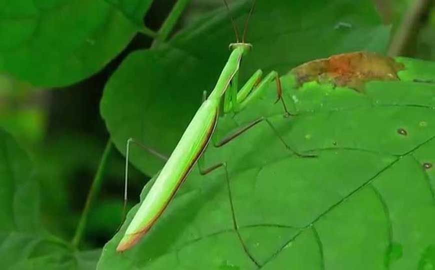 刀螂是什么动物？