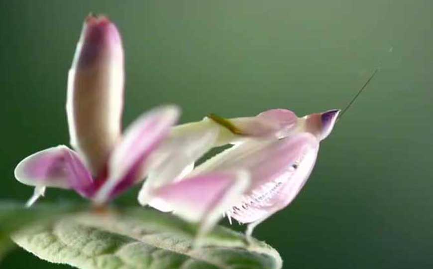花螳螂是什么动物？