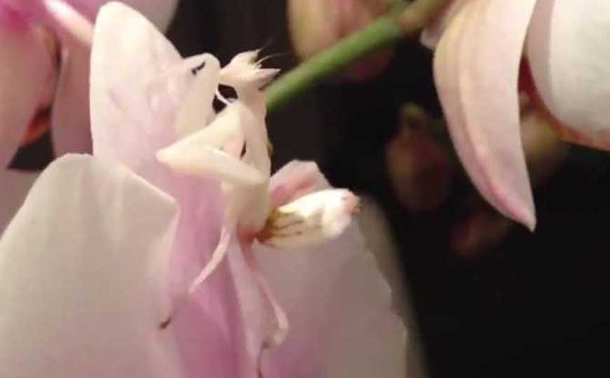 兰花螳螂是什么动物？