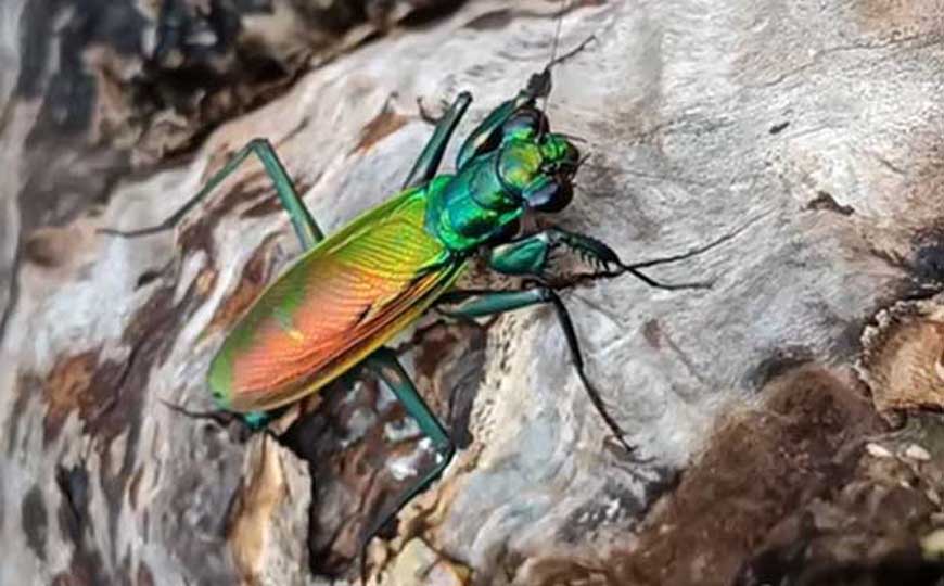 金属螳螂是什么动物？