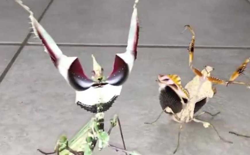 魔花螳螂是什么动物？