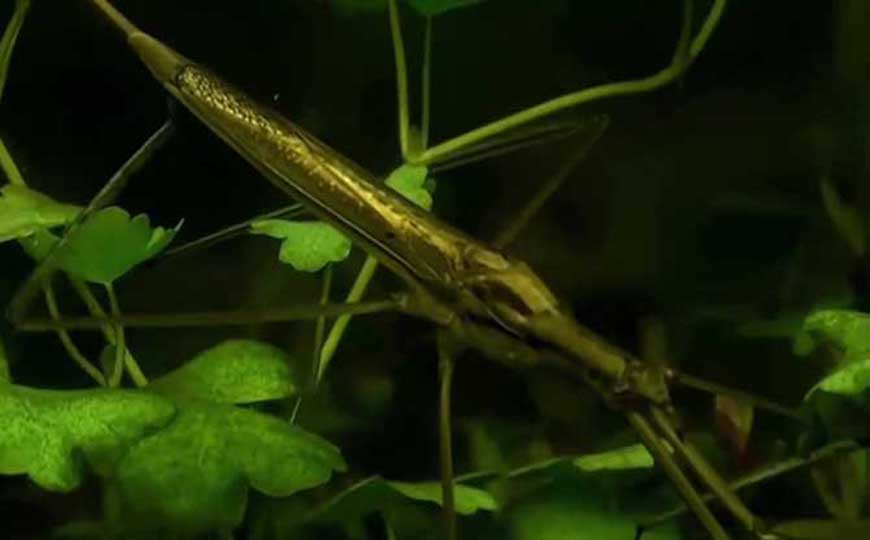 水螳螂是什么动物？
