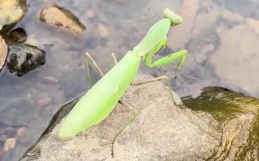 螳螂