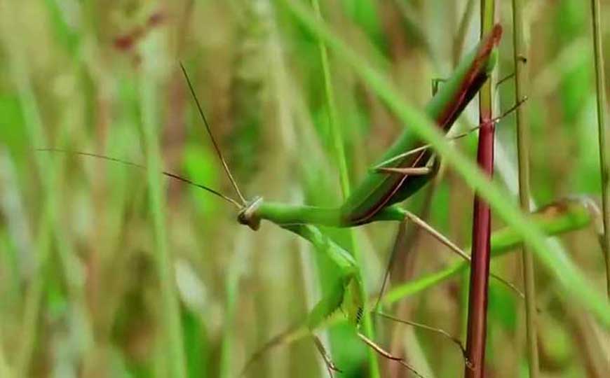 螳螂