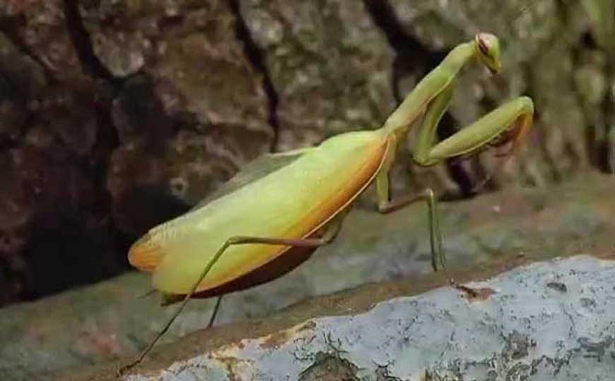 螳螂