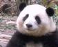 大熊猫的生活习性