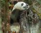 大熊猫的天敌是谁？