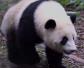 大熊猫是猫吗？