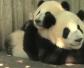大熊猫咬人吗？