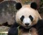 大熊猫能听懂人话吗？