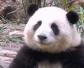 杀一只大熊猫会判死刑吗？