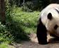 韩国有大熊猫吗？