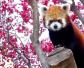 小熊猫(红熊猫、九节狼)
