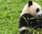 大熊猫