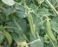 豌豆是什么植物？