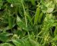 豌豆种植技术及病害防治
