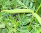 山野豌豆是什么植物？